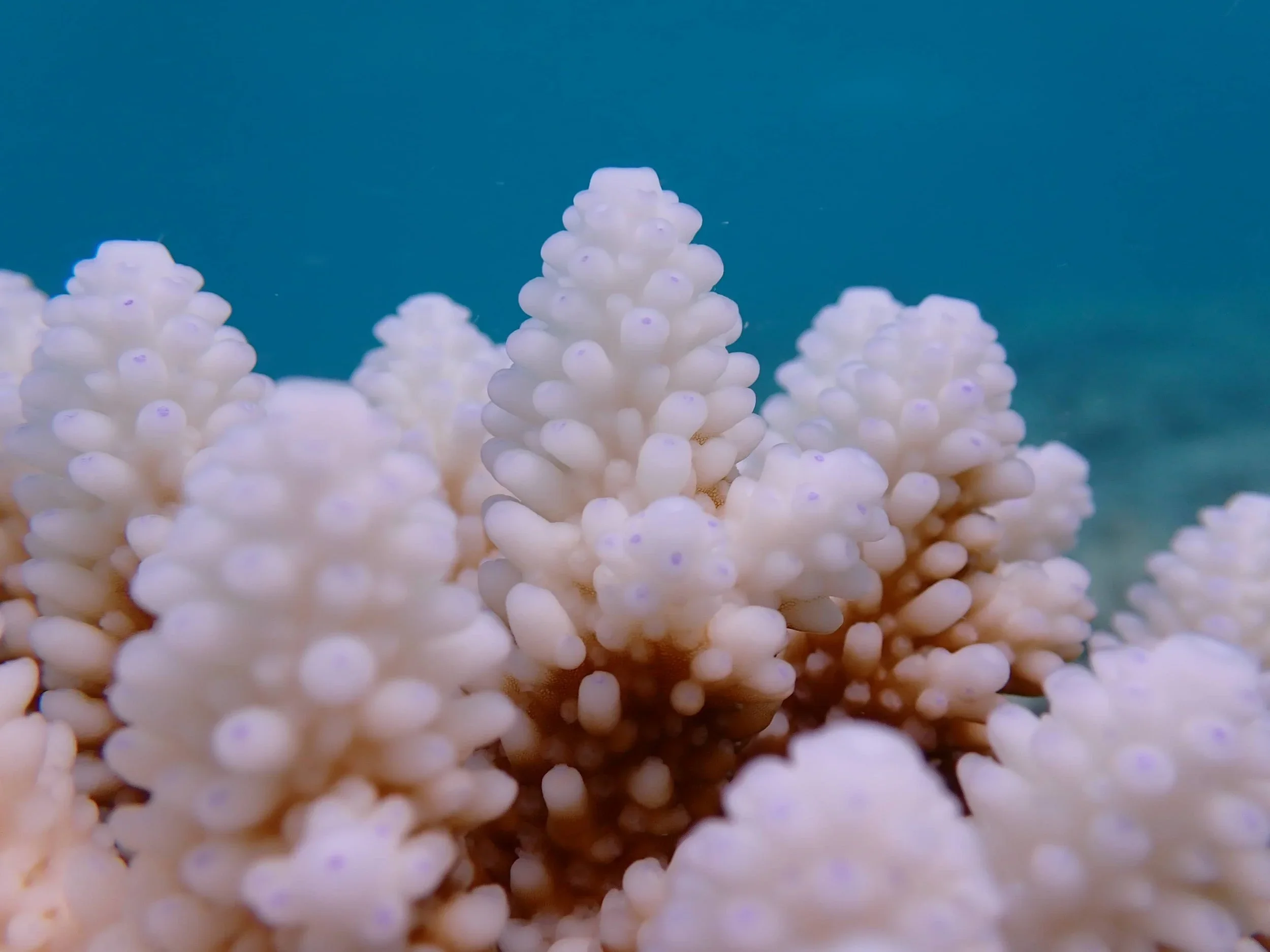 Understanding bleaching